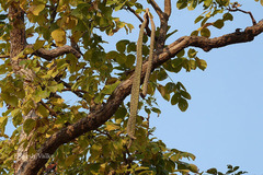 Radermachera xylocarpa